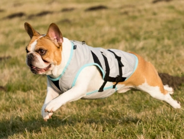 Suitical Dry Dog Cooling Vest