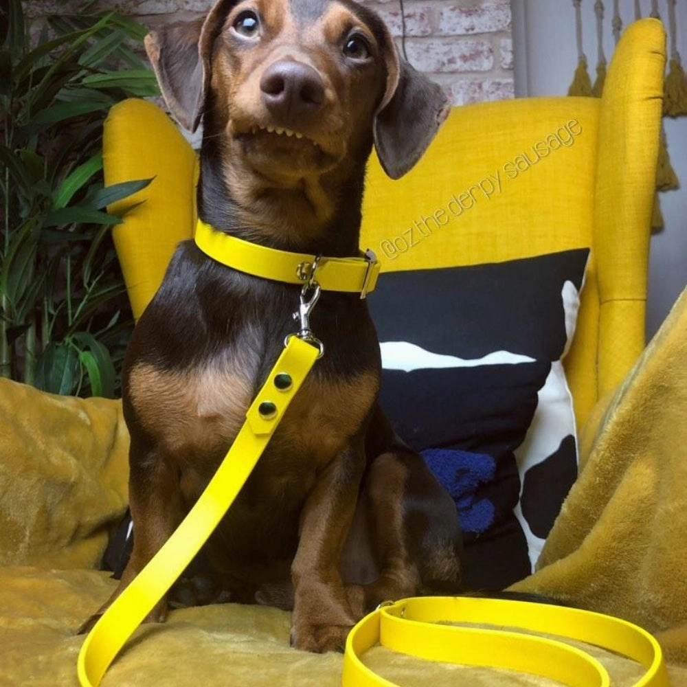 Sunflower Yellow Biothane Vegan Dog Collar