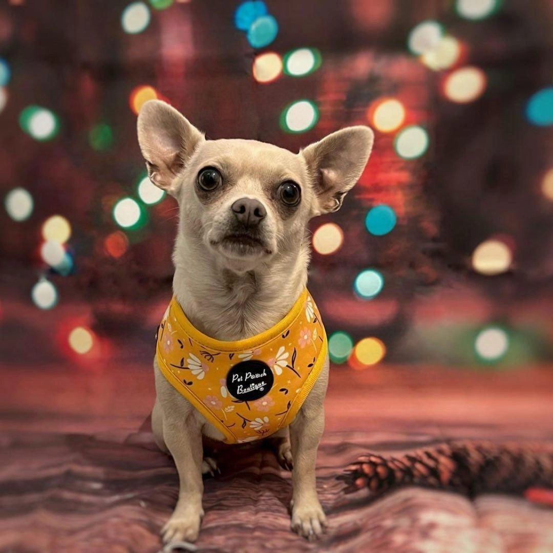 Sunshine Daisy Dog Harness