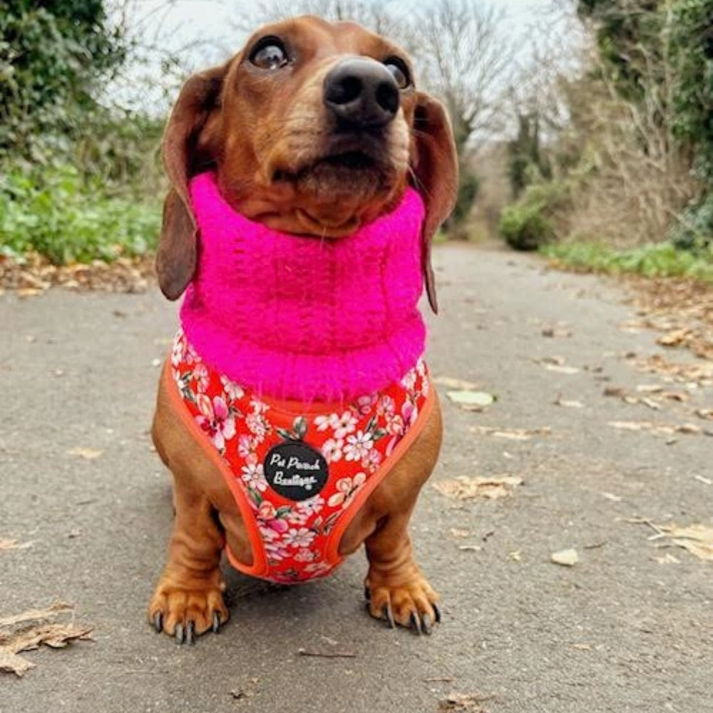 Sweet Marmalade Blossom Floral Dog Harness