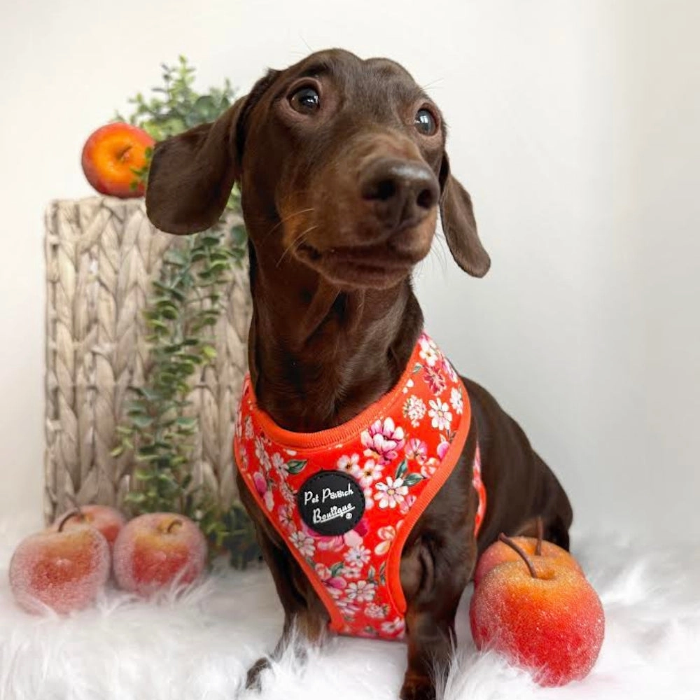 Sweet Marmalade Blossom Floral Dog Harness