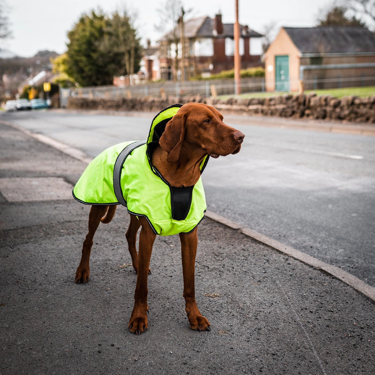 The Ultimate 2 in 1 Hi-Viz Waterproof Dog Coat by Danish Design