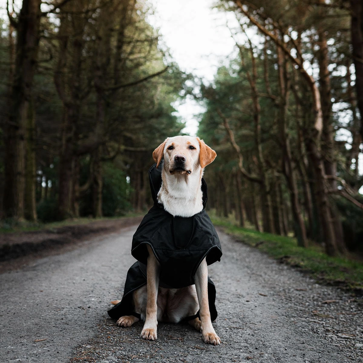 The Ultimate 2 in 1 Waterproof Dog Coat Black