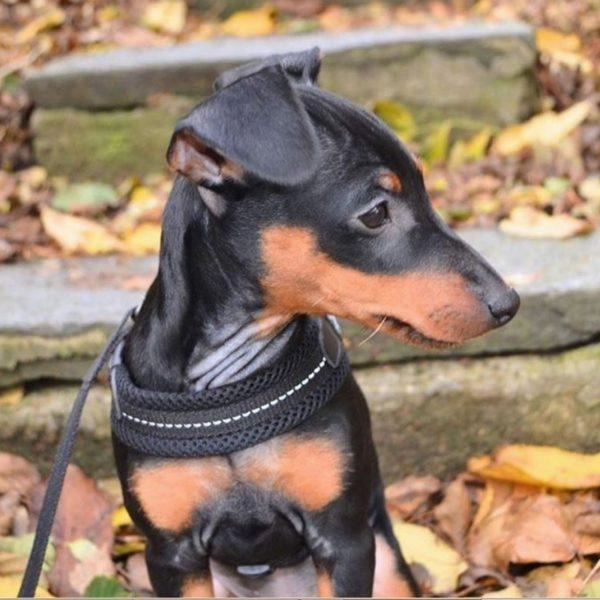 Tre Ponte Easy Fit Black Mesh Dog Harness with Adjustable Girth