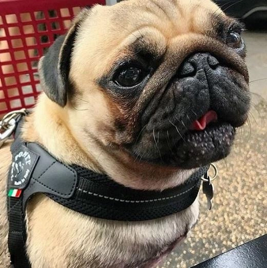 Tre Ponte Easy Fit Black Mesh Dog Harness with Adjustable Girth