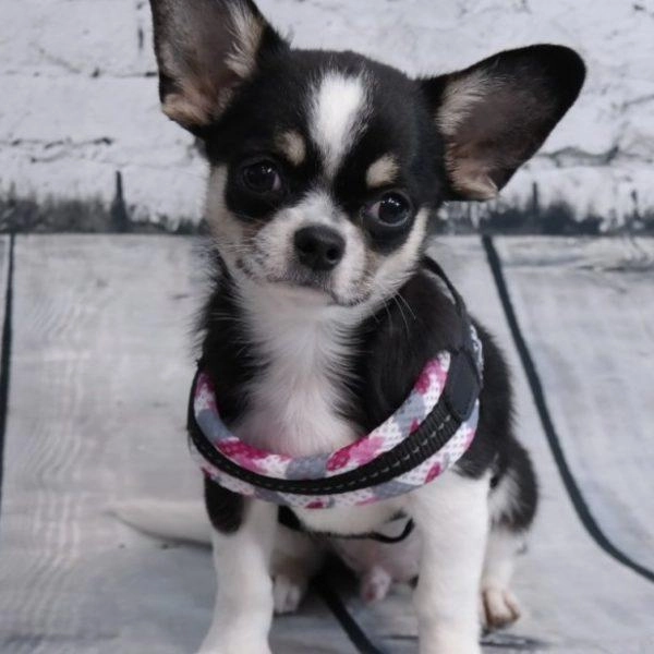 Tre Ponti Easy Fit Pink Camo Mesh Dog Harness with Adjustable Girth