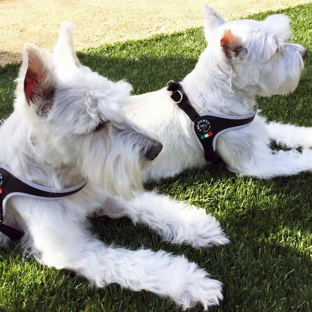 Tre Ponti Easy Fit Red Dog Harness with Adjustable Girth