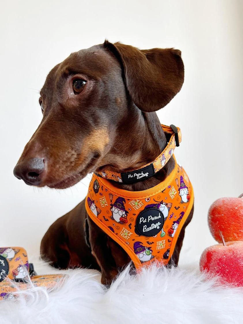 Trick or Treat Harry Halloween Dog Collar