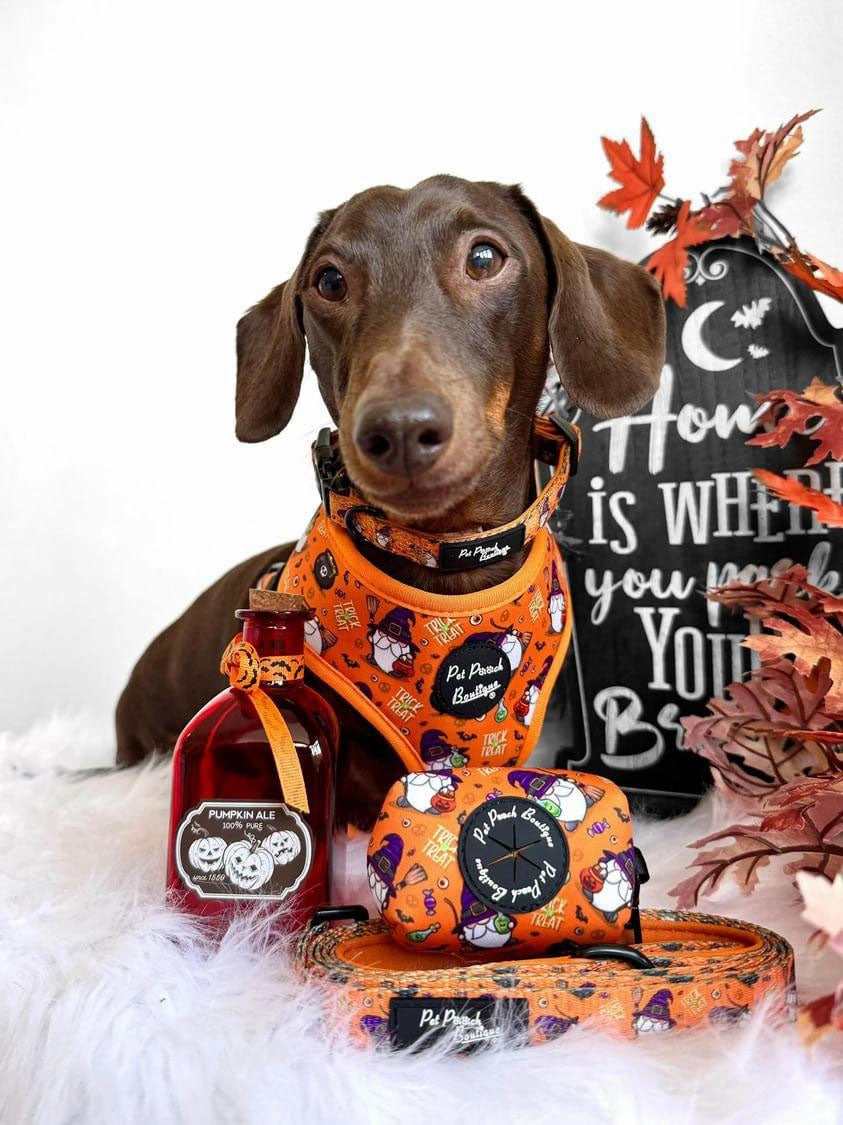 Trick or Treat Harry Halloween Dog Harness