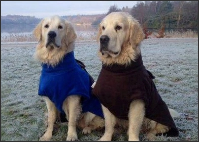 Ultimate Dog Drying Coat