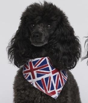 Union Jack Dog Bandana