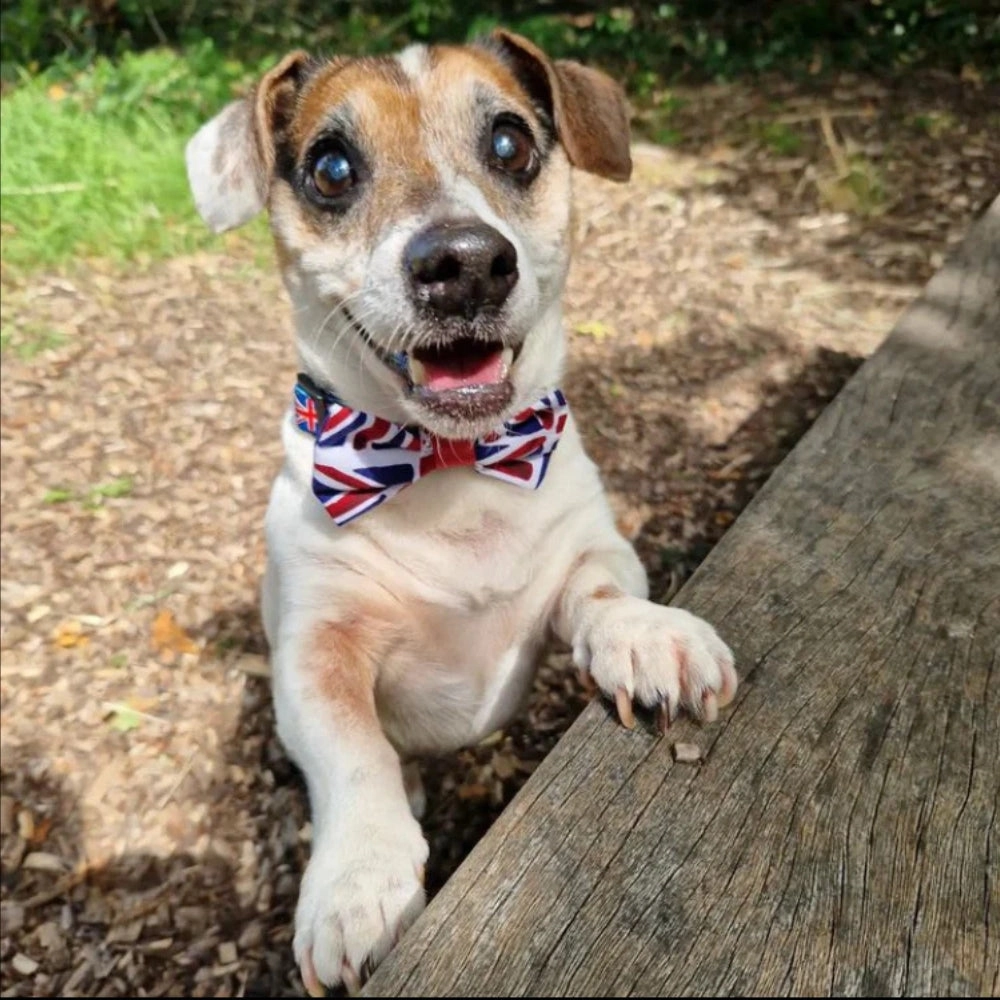 Union Jack Dog Bow Tie