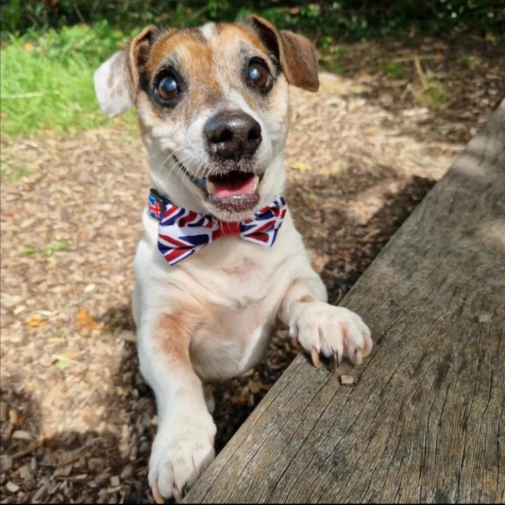 Union Jack Dog Bow Tie