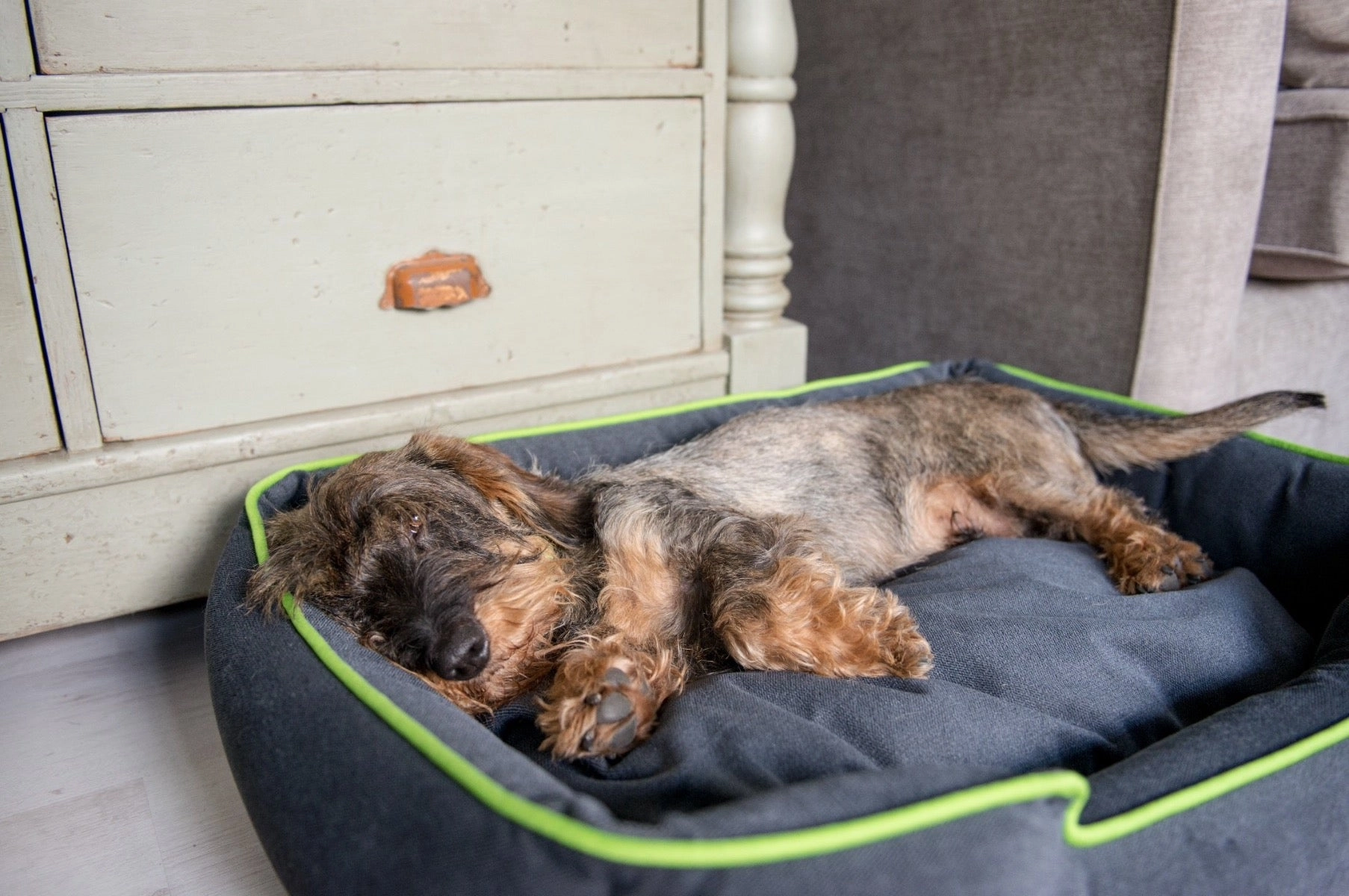 Urban Plush Lounge Dog Bed by P.L.A.Y