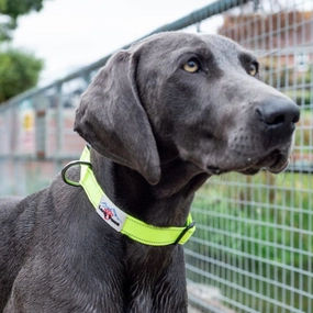 Urban Trek Neon Yellow Dog Collar