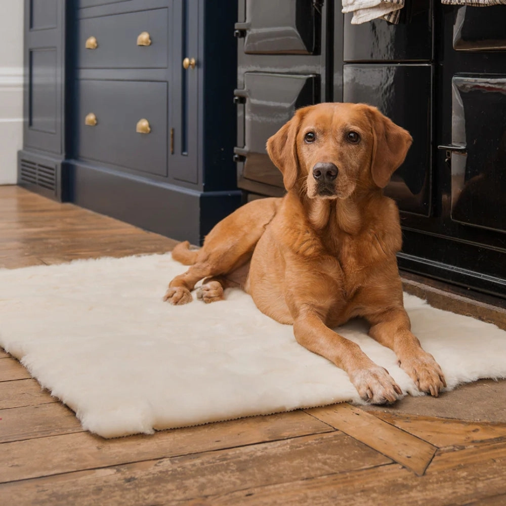 Velvet Burnham Bolster Dog Bed - Burnt Orange