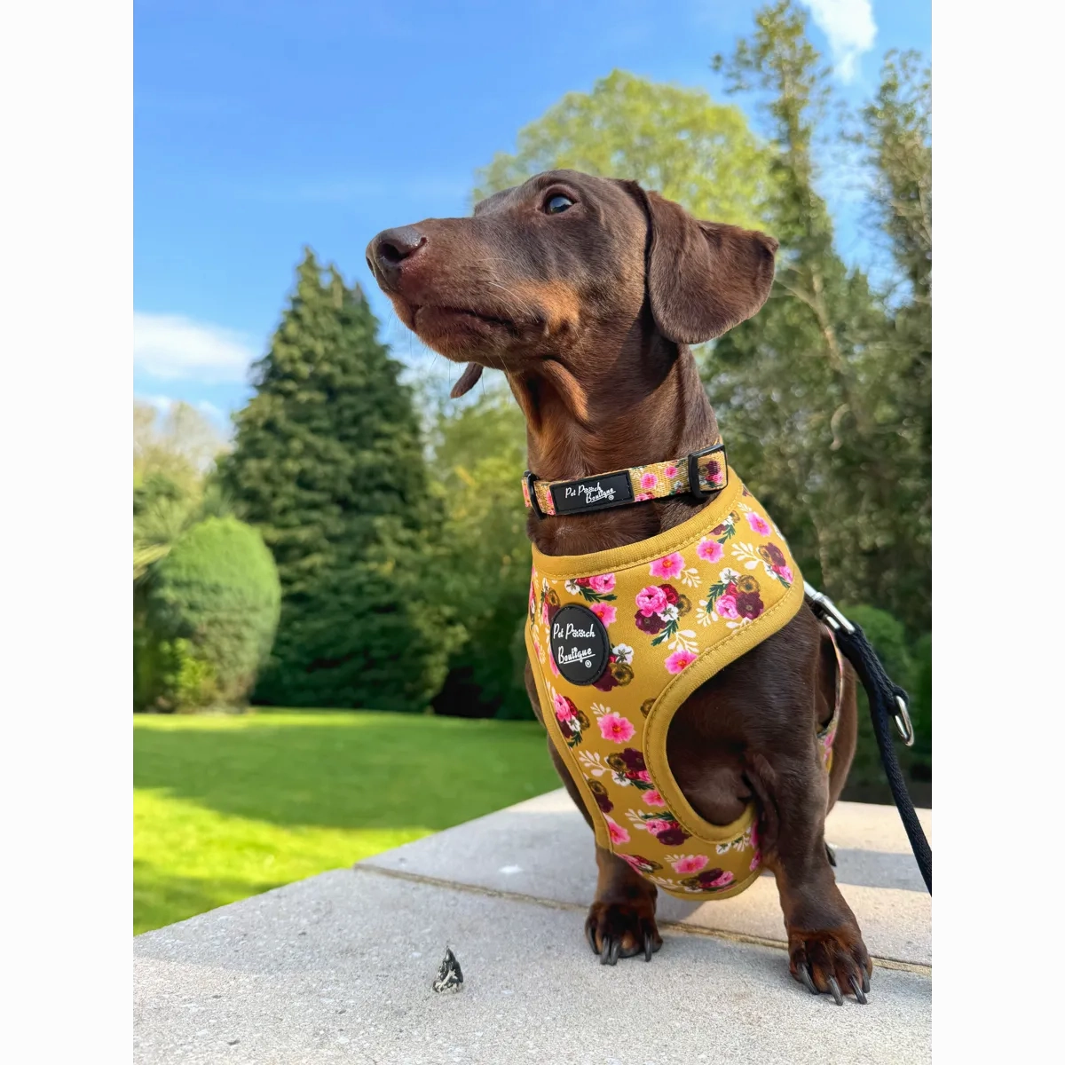 Vintage Yellow Buttercup Peonies Dog Collar