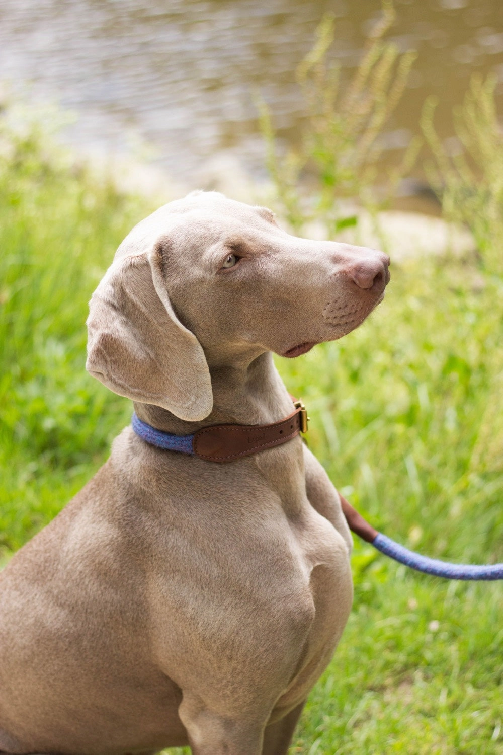 Violet Tweed 100% British Wool Dog Collar