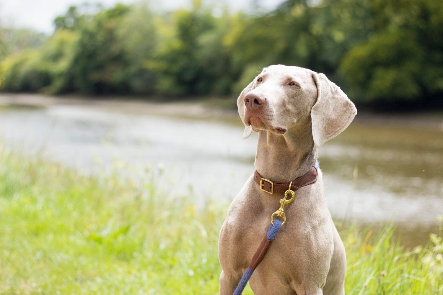 Violet Tweed 100% British Wool Dog Collar