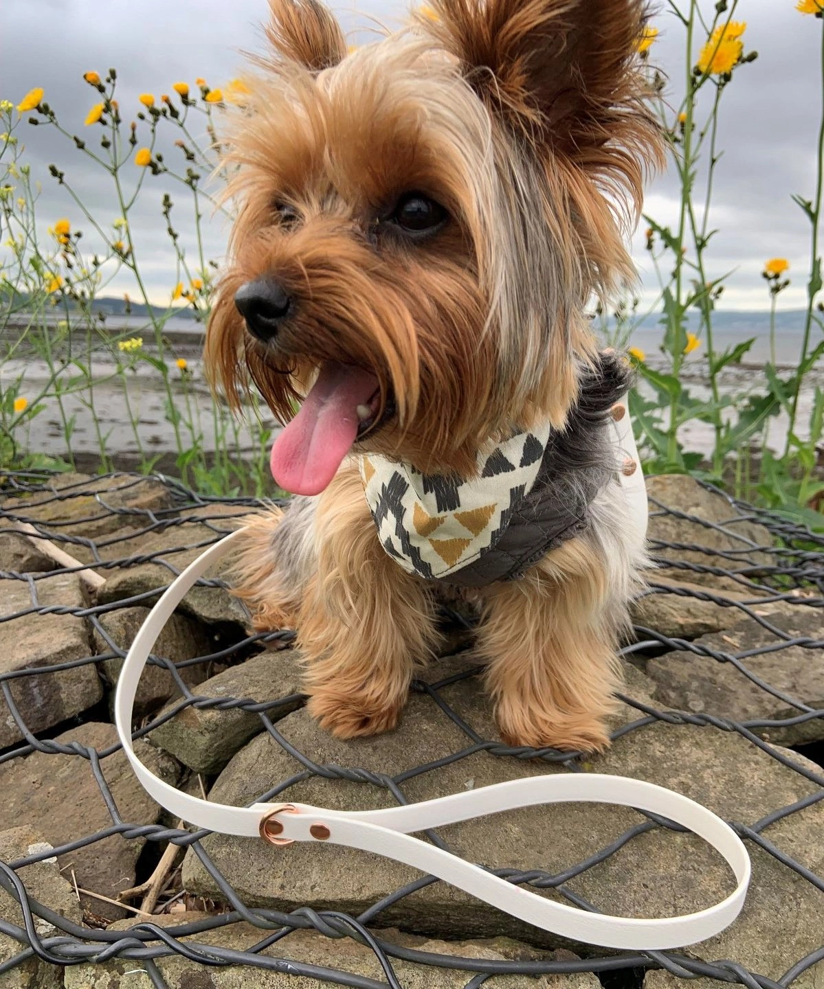 White Biothane Dog Collar
