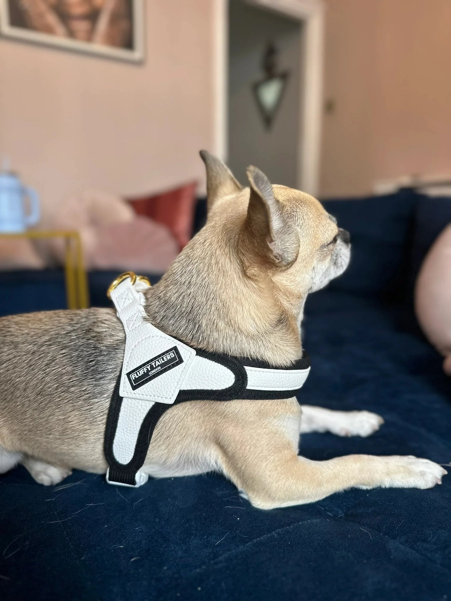 White Vegan Leather Harness, Dog Collar, Lead and Poo Bag Holder Complete Set