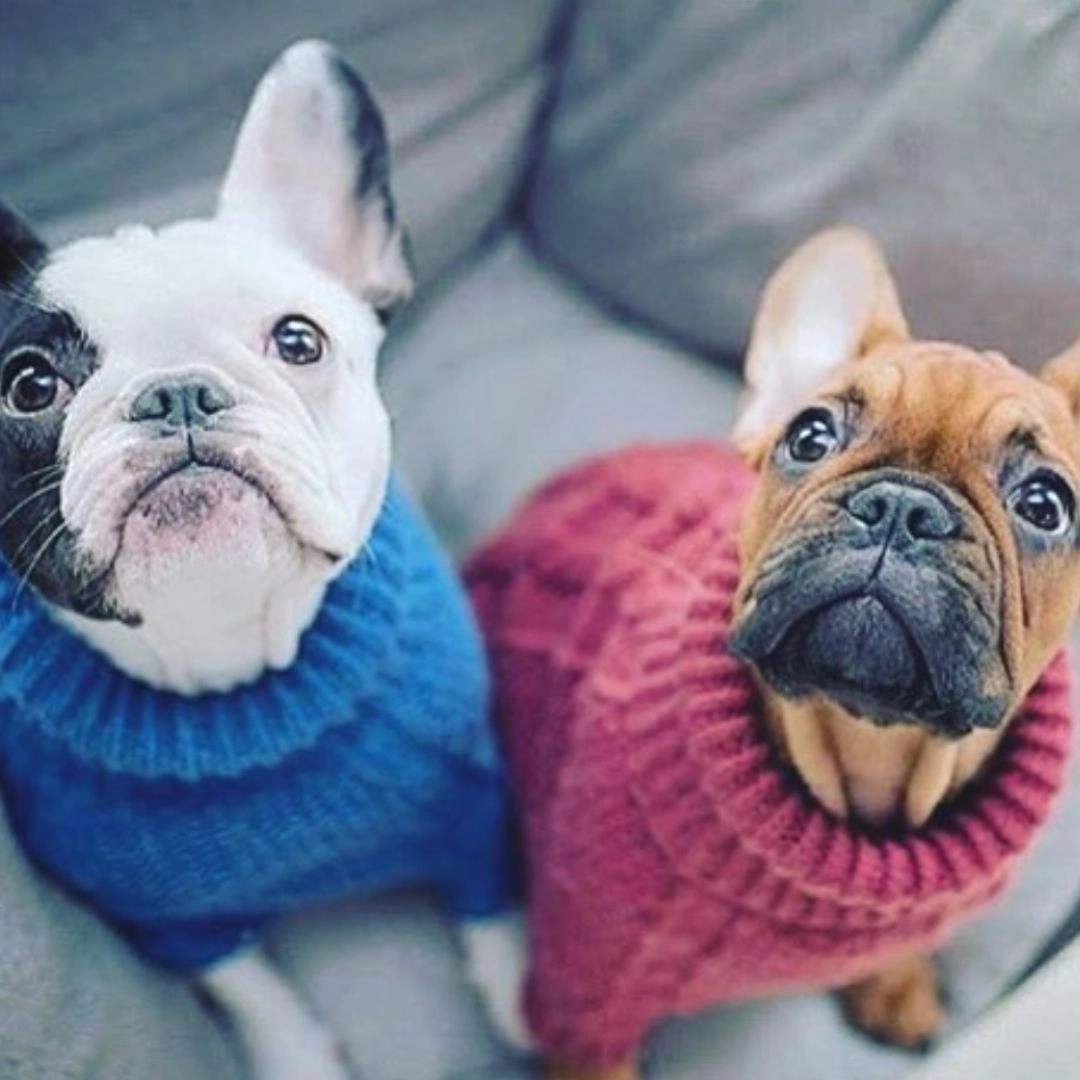Wooldog Classic Hortensia Hand-Knitted Dog Jumper