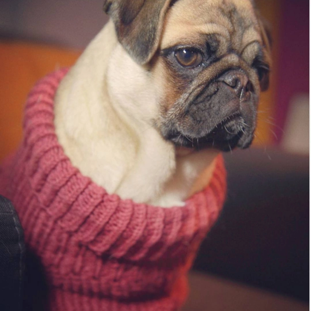 Wooldog Classic Hortensia Hand-Knitted Dog Jumper