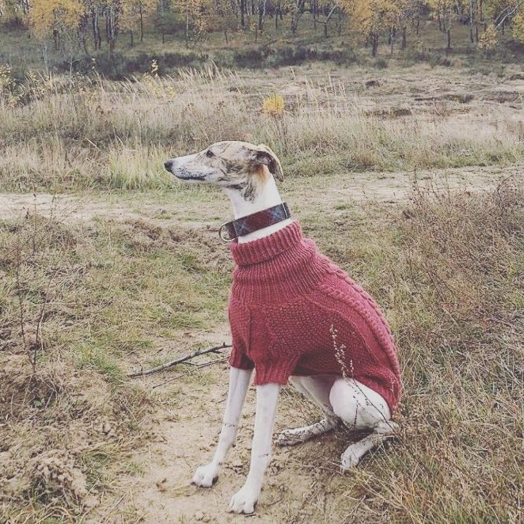 Wooldog Classic Hortensia Hand-Knitted Dog Jumper