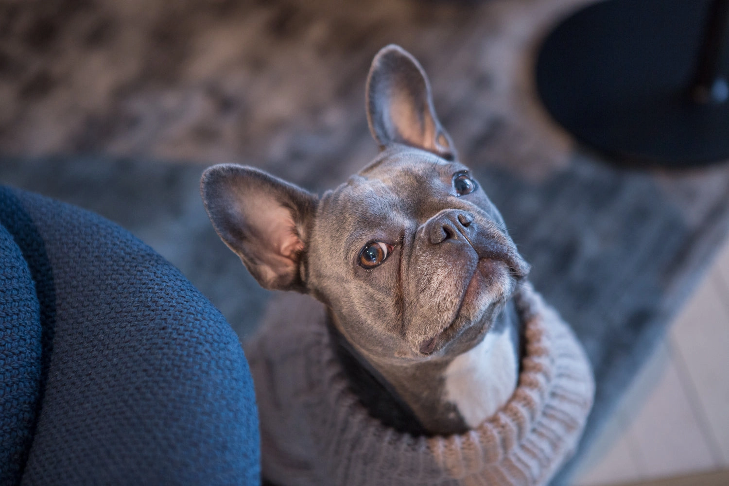 Wooldog Classic Milk Caramel Hand-Knitted Dog Jumper