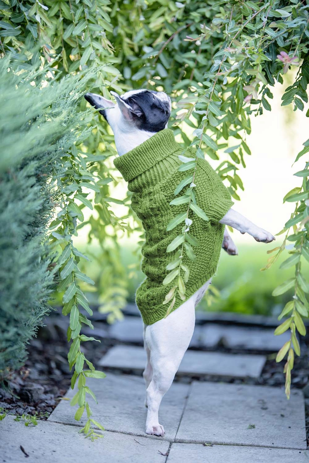 Wooldog Classic Monstera Green Hand-Knitted Dog Jumper