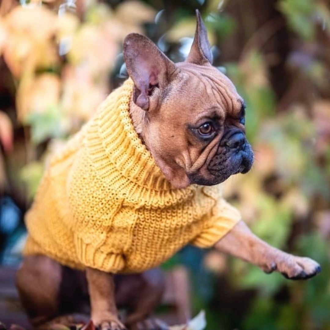 Wooldog Classic Sunflower Yellow Hand-Knitted Dog Jumper