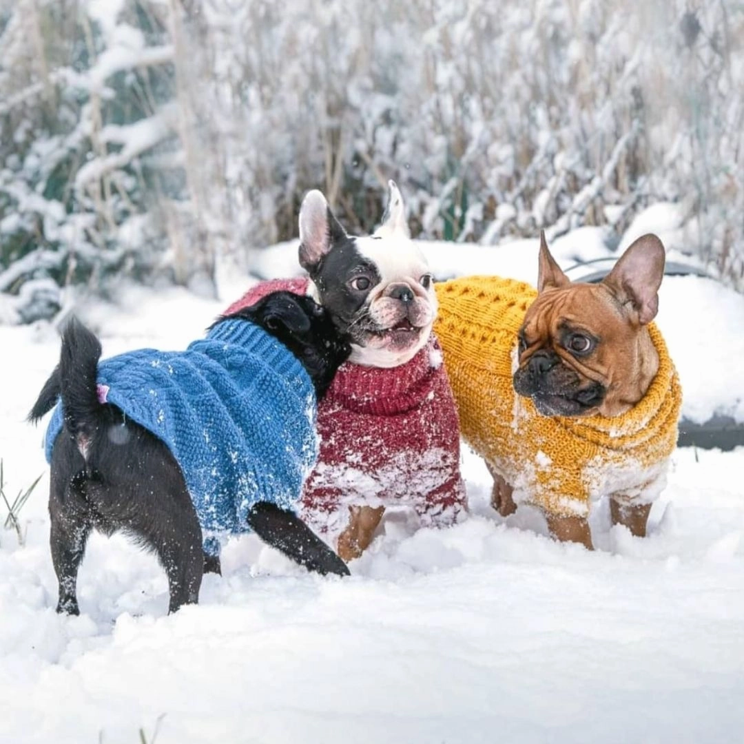 Wooldog Classic Sunflower Yellow Hand-Knitted Dog Jumper