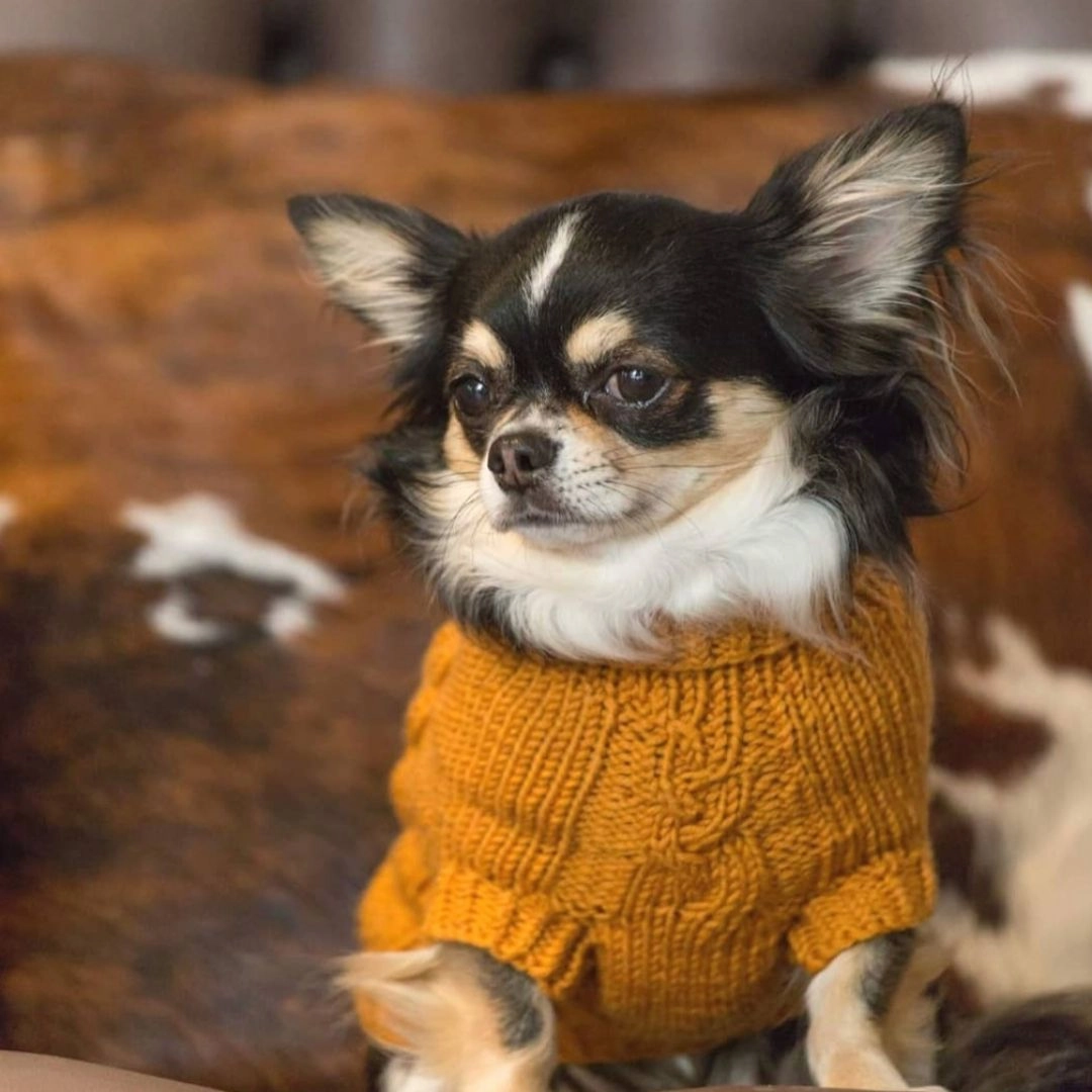 Wooldog Classic Sunflower Yellow Hand-Knitted Dog Jumper