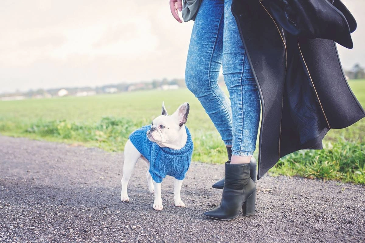 Wooldog Classic Ultramarine Hand-Knitted Dog Jumper