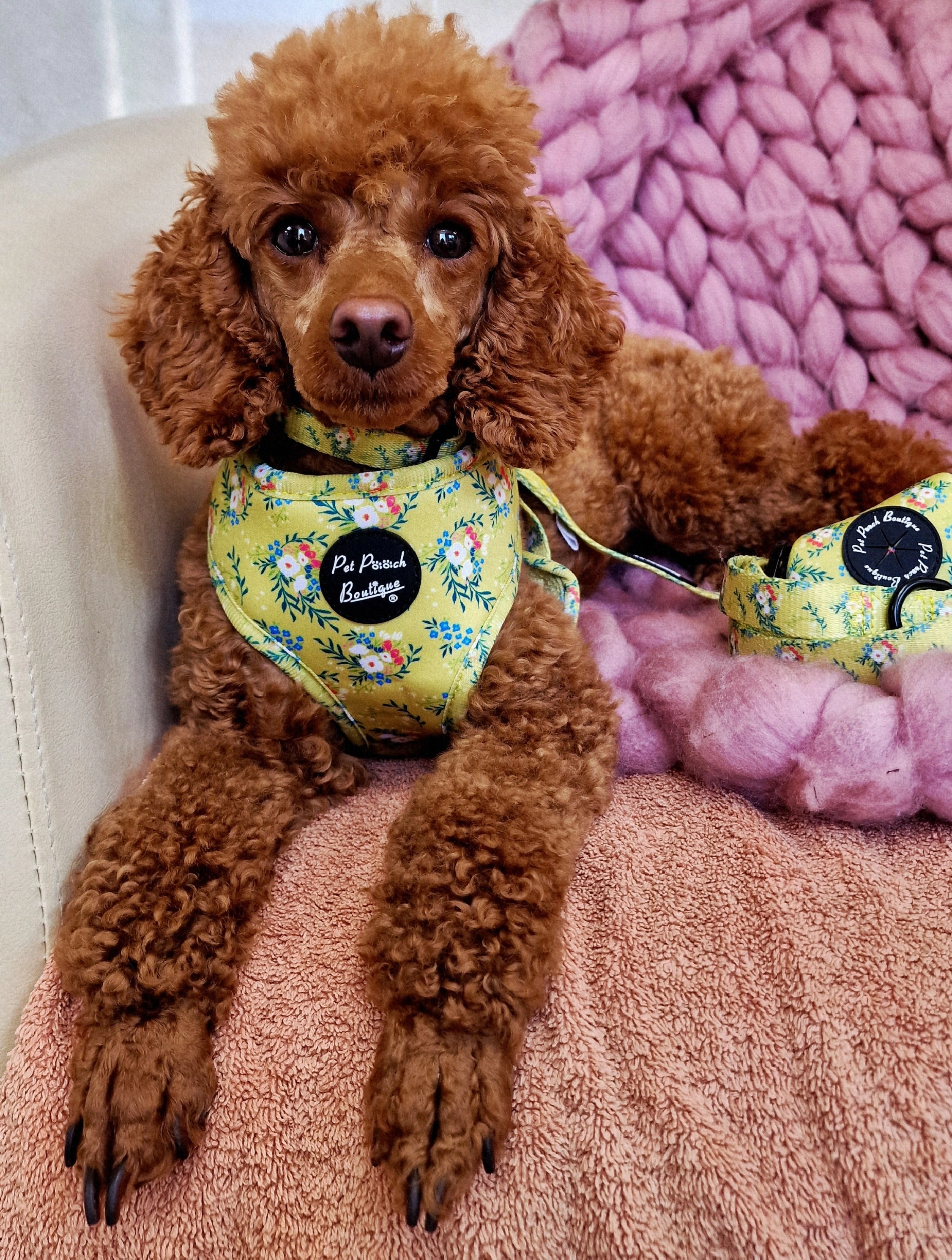 Zesty Butter Meadows Floral Dog Collar