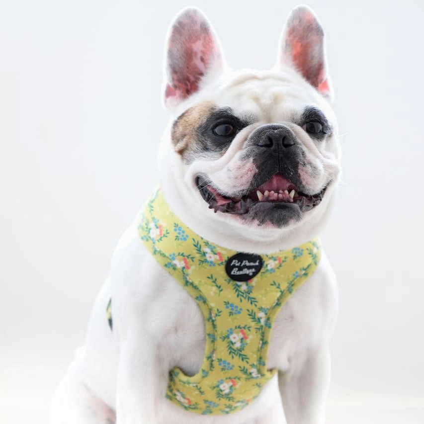 Zesty Butter Meadows Floral Dog Harness