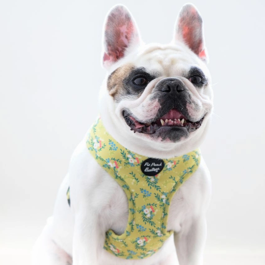 Zesty Butter Meadows Floral Dog Harness