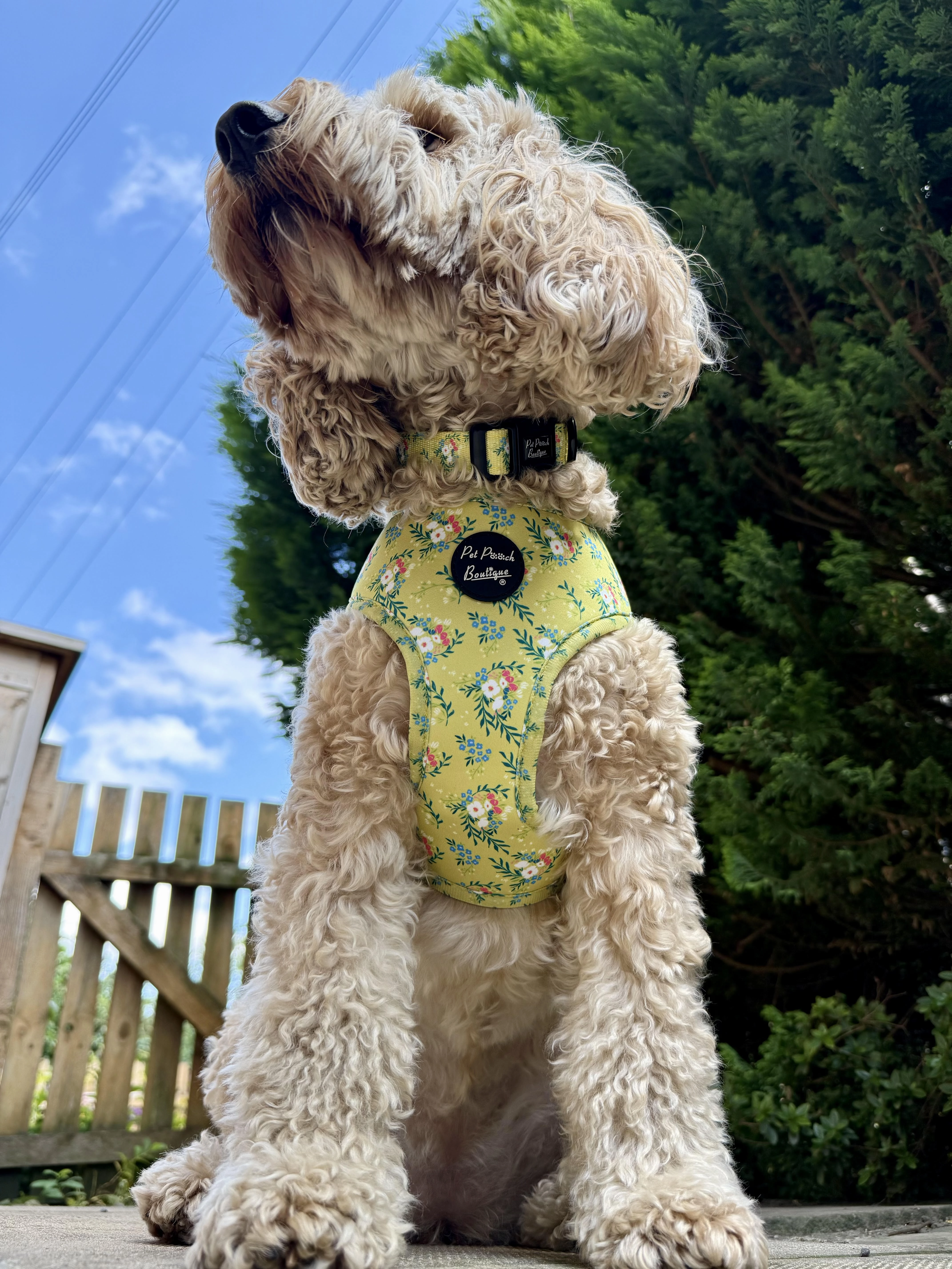Zesty Butter Meadows Floral Dog Harness